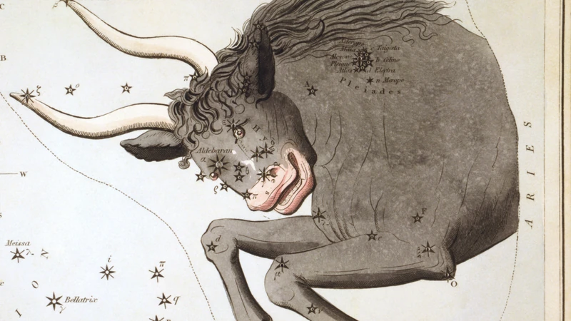 Hand-colored card from Urania's Mirror of 1825: a dark bull with white horns.