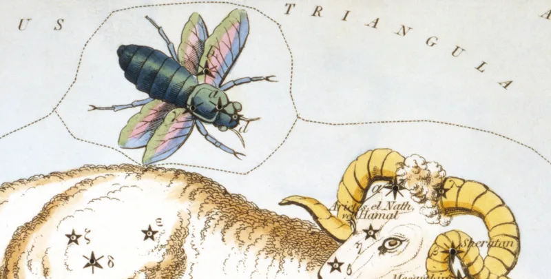 The Northern Fly (Musca Borealis) above the Ram, detail from card 16 of Urania's Mirror (1825)